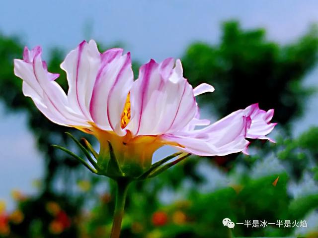 随笔 在秋天 看格桑花 太阳信息网