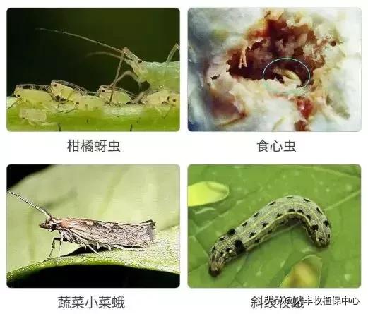 这个高效广谱杀虫剂，果树、蔬菜的虫都能防治，这样用最有效