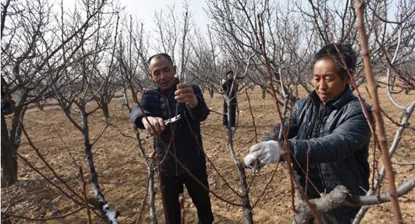 东北地区杏树李树促花保果技术2