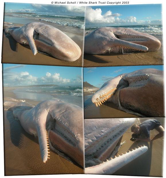 虎鲸的天敌是梅尔维尔鲸吗(虎鲸的天敌是谁呀)-精美文章网