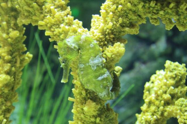 海马属于鱼类吗