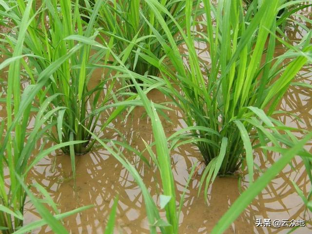 早稻分蘖期管理要点：严控稗草、狠治钻心虫、施好分蘖肥