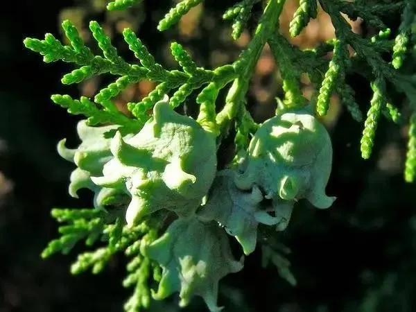 中药古今研究：柏子仁