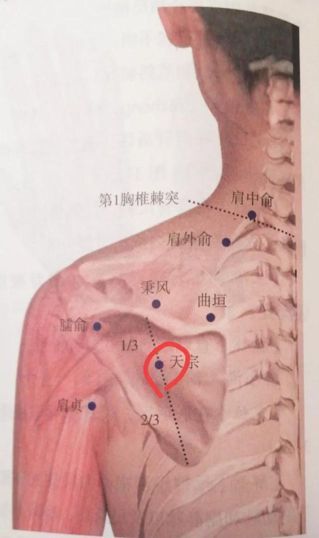 每日一穴……天宗穴