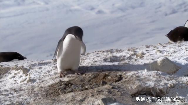 企鹅会飞么