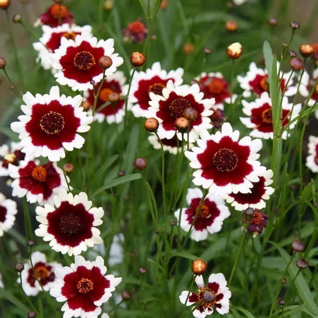 金鸡菊 金鸡菊（金鸡菊花期） 生活