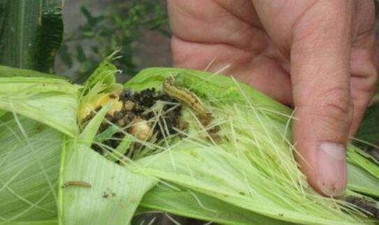 玉米螟虫的综合防治方法