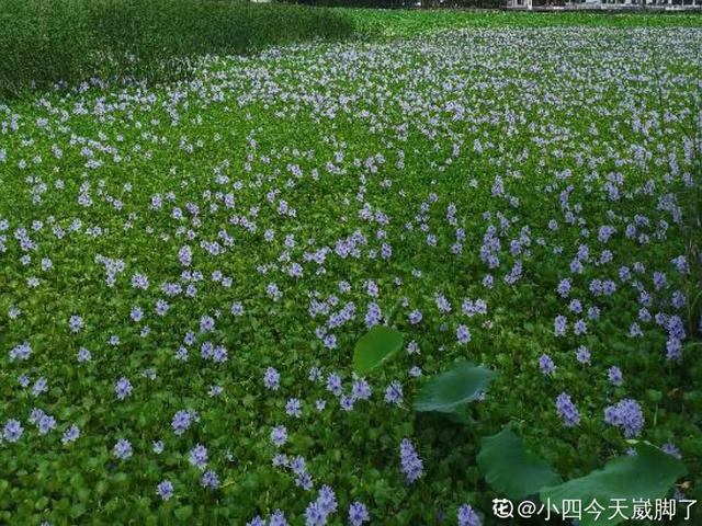 薇甘菊 薇甘菊（薇甘菊危害事件） 生活