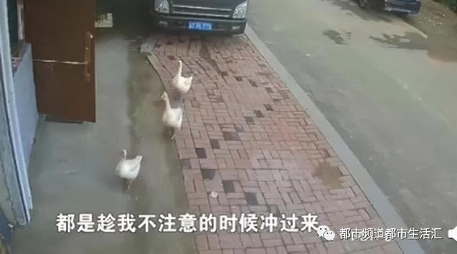 见一次咬一次！女主人拿走鹅蛋被公鹅记仇大半年，网友：农村一霸不是浪得虚名