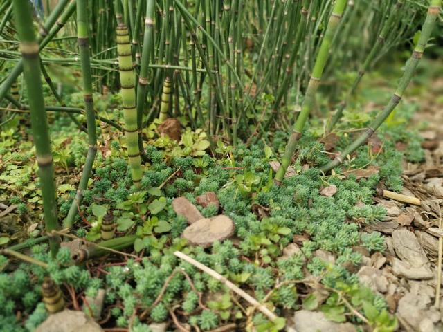 多年生草本植物