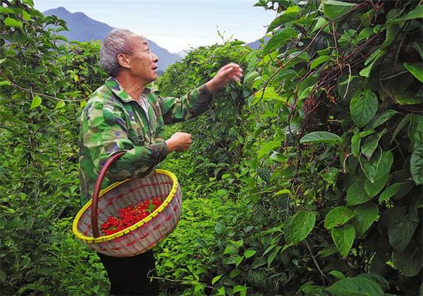 如何种植仿野生五味子种植？想知道怎么种植的吗？8