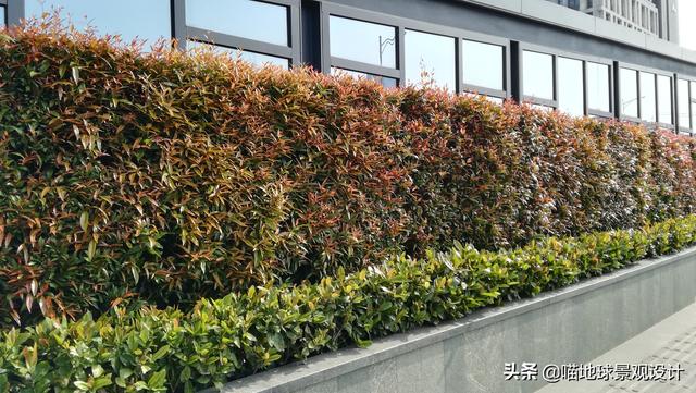 绿篱