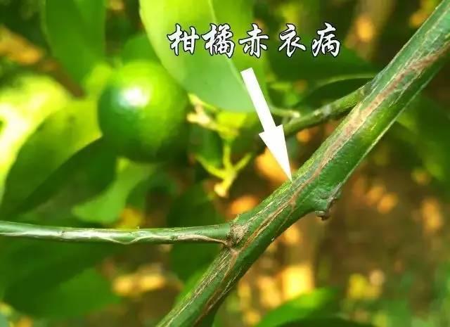 柑橘茎干上有“牛皮癣“，较难防治，果农如何对付才好？4