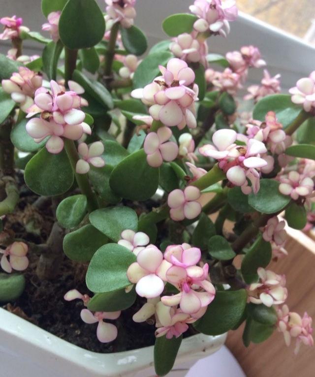 金枝玉叶掉叶子的原因和解决方法,金枝玉叶掉叶子的原因和解决