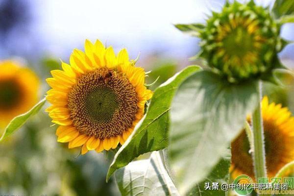 向日葵什么时候开花几点钟 向日葵什么时候开花几点钟（向日葵在几点钟开花） 生活