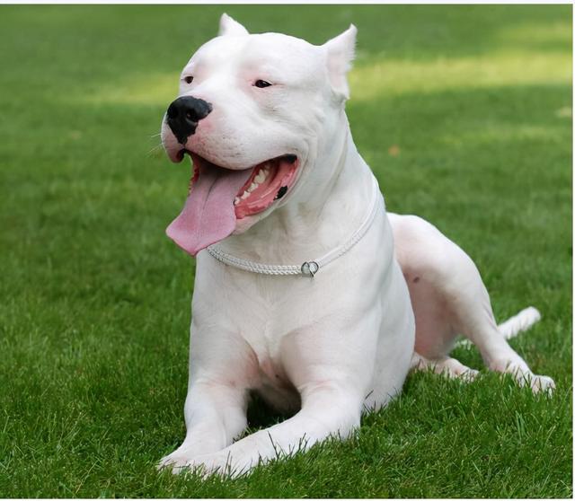 阿根廷杜高 阿根廷杜高(阿根廷杜高犬图片) 大数据