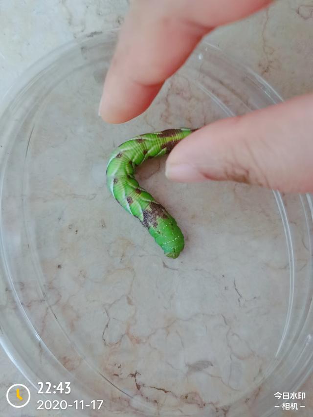 烟草天蛾