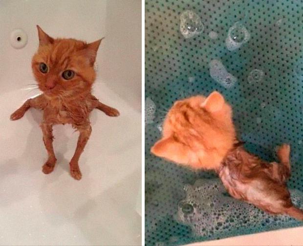 猫照片