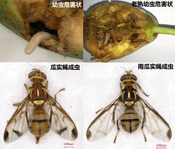 新型蛋白饵剂—实蝇类害虫的防治利器1