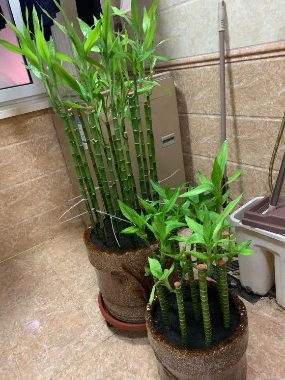 富贵竹的养殖方法和注意事项 富贵竹的养殖方法和注意事项（水培富贵竹的养殖方法和注意事项） 生活