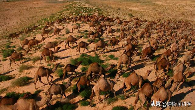 100万头骆驼“攻占”澳洲，抢占水源，掠夺植被，吃货也无能为力