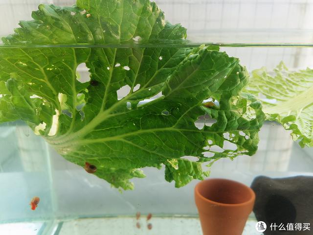苹果螺图片