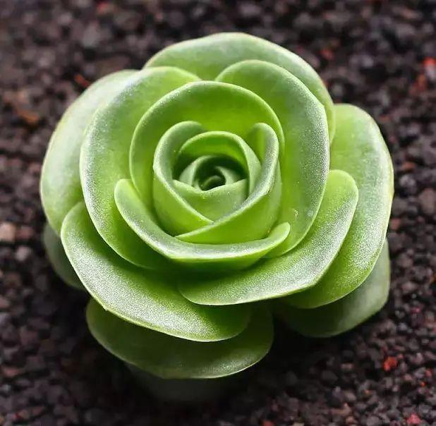 多肉植物图谱 多肉植物图谱