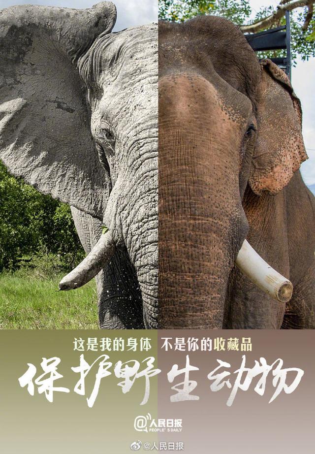 今天，是世界动物日