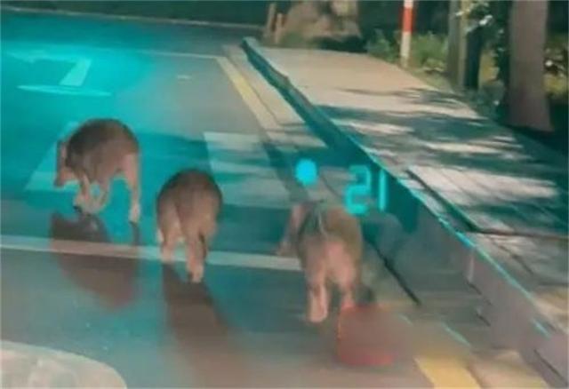 南京：3只小野猪街头溜达，野猪密度超标，为啥不让人捕野猪吃？