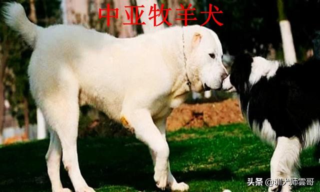 牧羊犬种类