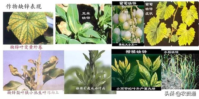 膨果快、着色好、甜度高，推荐这种增产提质的万能肥——钙镁硼锌6