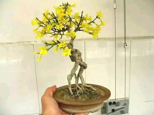 2,迎春花图|猫先生的植物园1,达摩栀子掌上微盆景