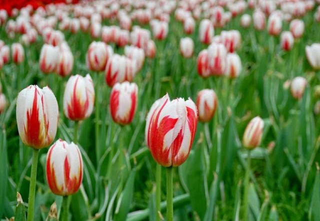 郁金香花语和寓意