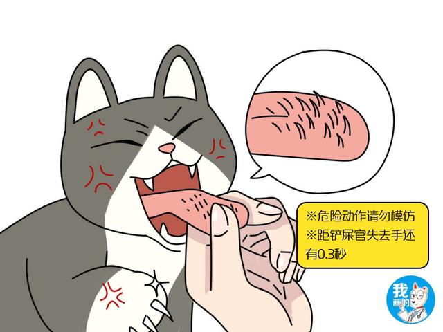 猫吃鱼会不会被鱼刺卡住