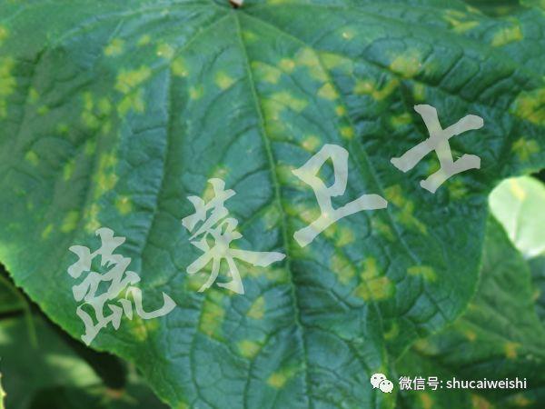 黄瓜“小黄点”蔓延，多措施做好防控11