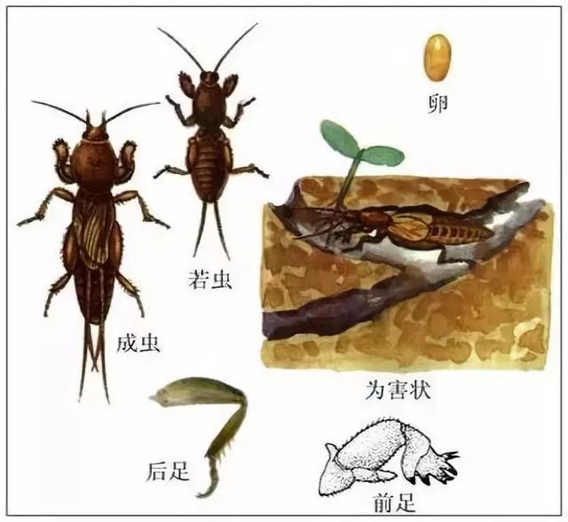 3种百香果**虫害防治详解