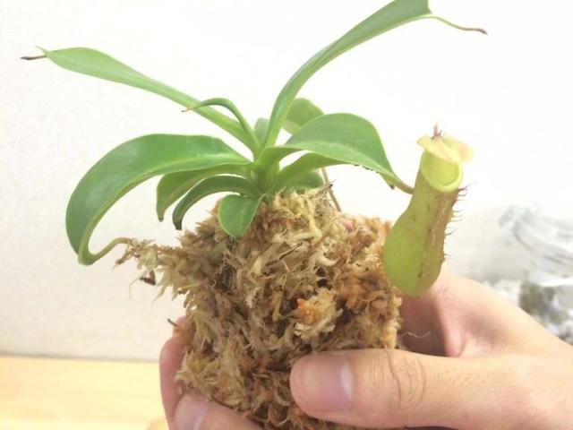 猪笼草 猪笼草（猪笼草简笔画） 生活