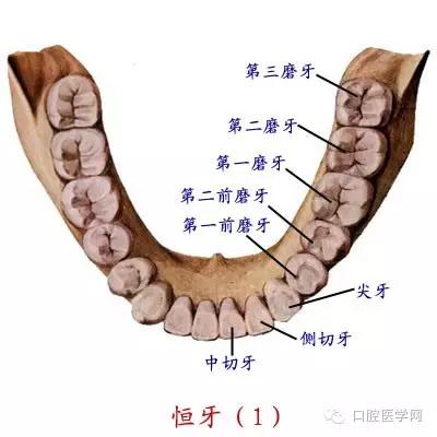 口腔牙齿图片大全图解