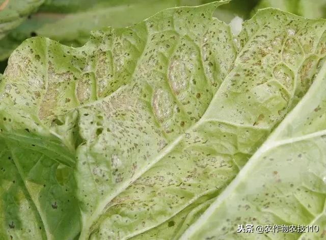 大白菜细菌性角斑病近期高发，请抓紧防治，该用啥法儿除治