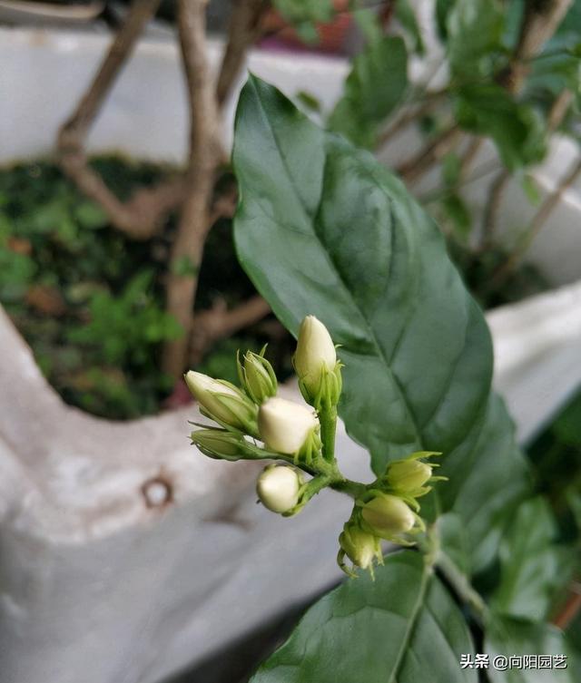 茉莉花 茉莉花（茉莉花花语） 生活