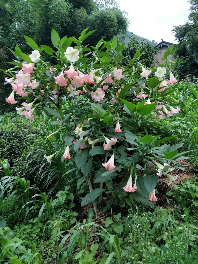 杜鹃花有毒