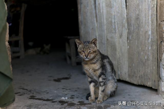 广西一处世外村庄，最多的是甘蔗，最美的是人心，网友都说不容易17