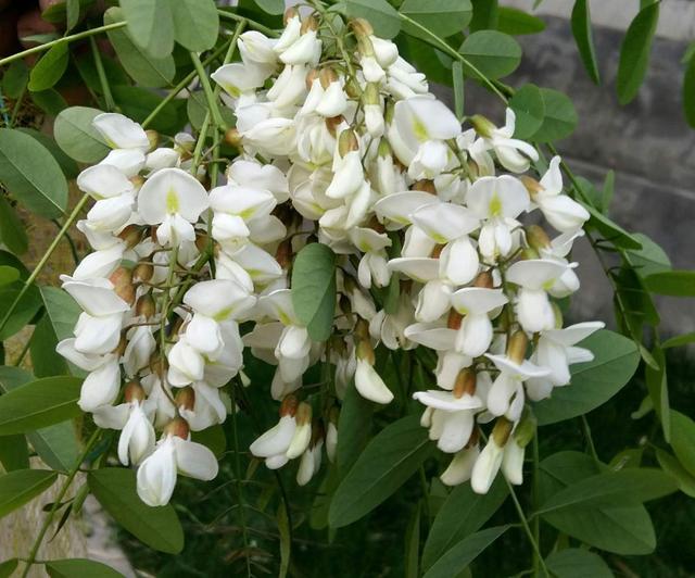 花草图片 花草图片（花草图片高清） 生活