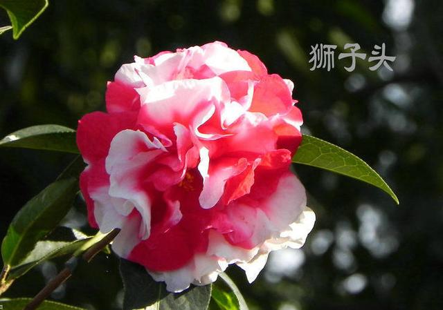 茶花品种