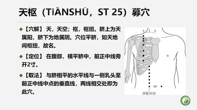 足阳明胃经与腧穴