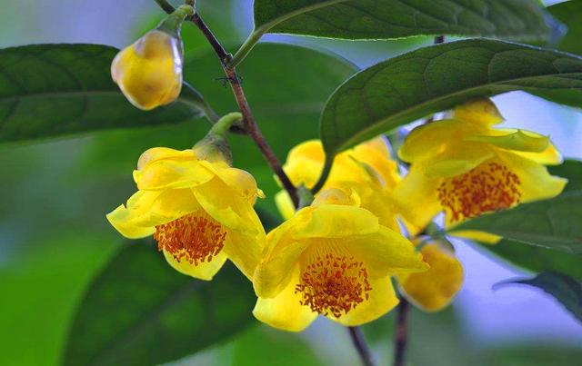 金花茶种植 金花茶种植（金花茶种植方法及养护） 生活