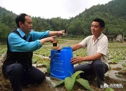 常见灭生性除草剂百草枯、草铵膦、草甘膦和敌草快使用技术1