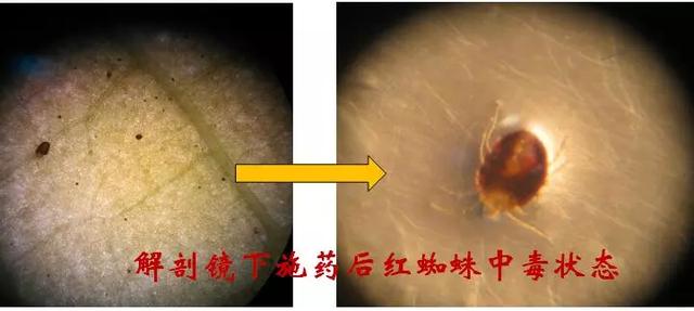 螺螨酯：杀螨界的扛把子，找到伴侣，实现虫卵双杀，真正走向巅峰8