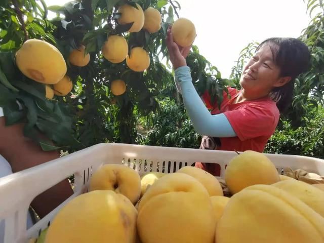 驻马店市驿城区蚁蜂镇：瓜果飘香 产业兴旺