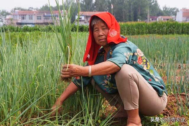 哪些蔬菜几乎不用农药，寒冷的冬天，消费者该如何选蔬菜呢？4